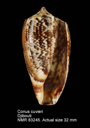 Conus cuvieri (2).jpg - Conus cuvieriCrosse,1858